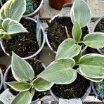 Funkia (Hosta plantaginea) ´SUGAR DADDY´ - výška 10-15 cm, kont. C1L